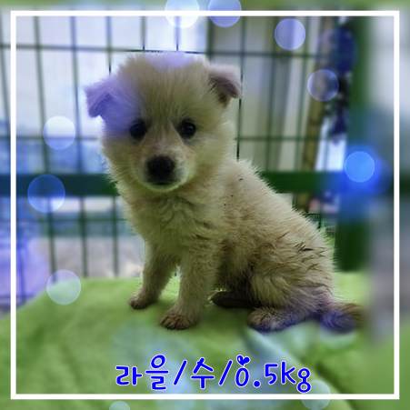 군산유기동물보호센터_445467202301783