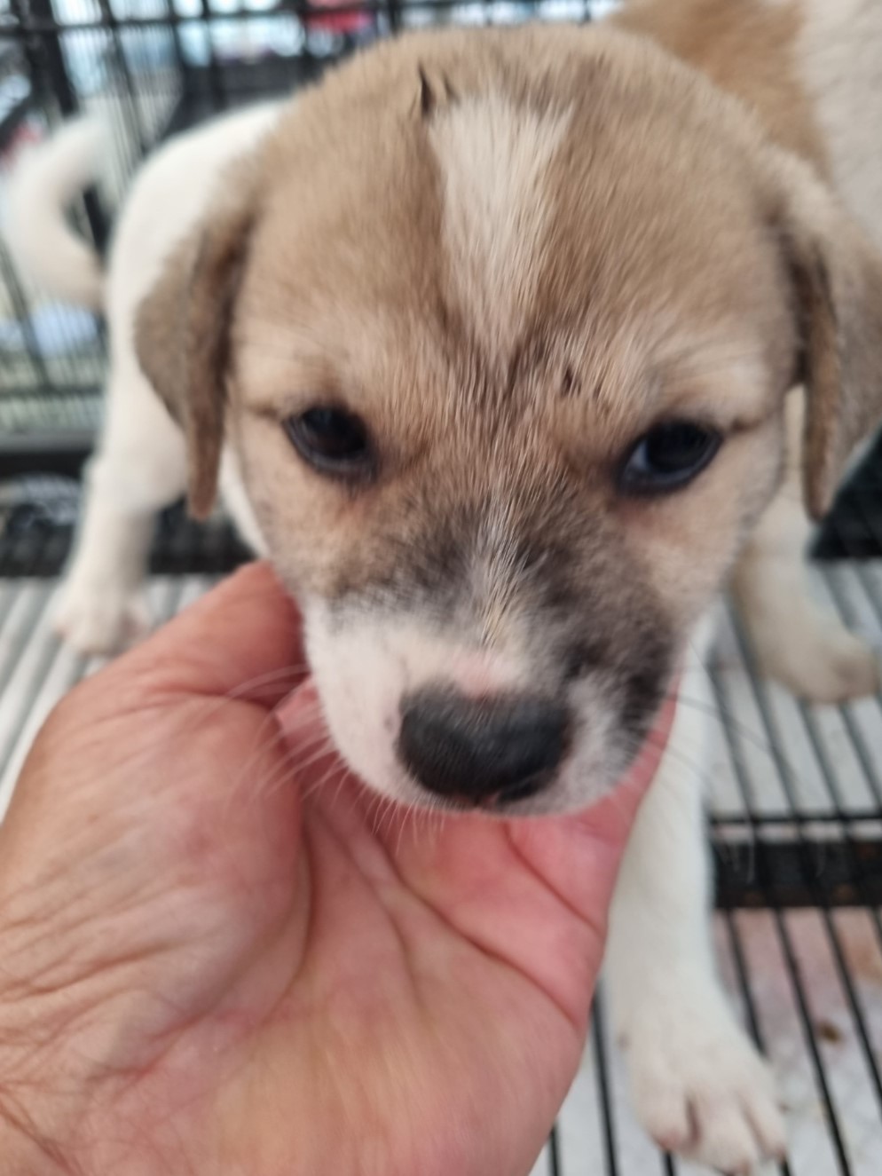 밀양시동물보호센터_448536202301798