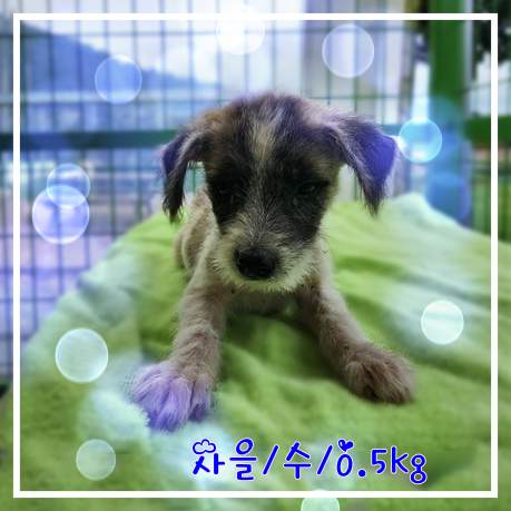 군산유기동물보호센터_445467202301786