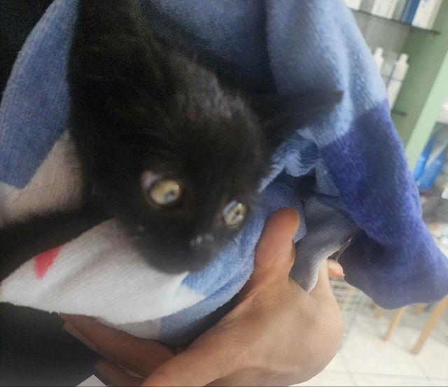 삼산종합동물병원_428354202301194
