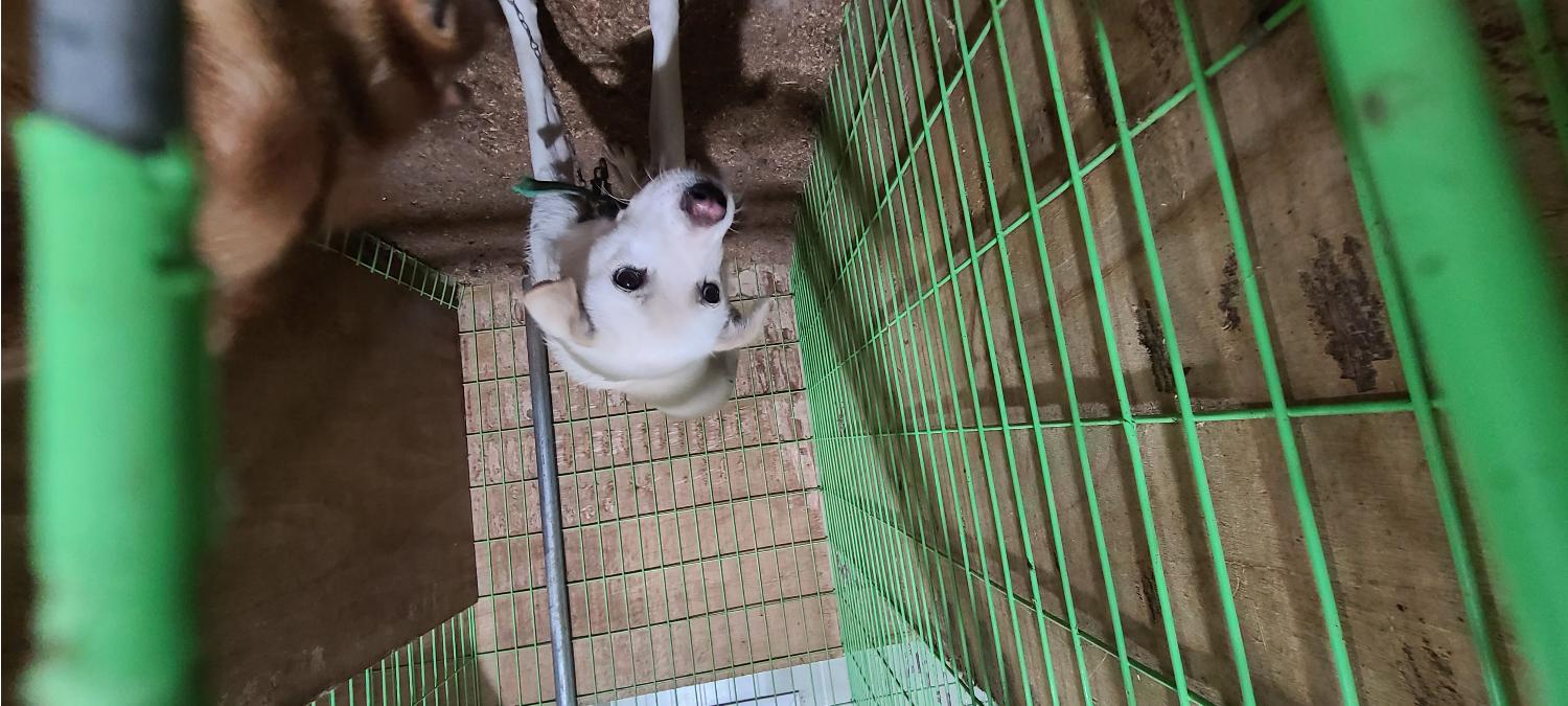고령군 임시보호소_447520202300307