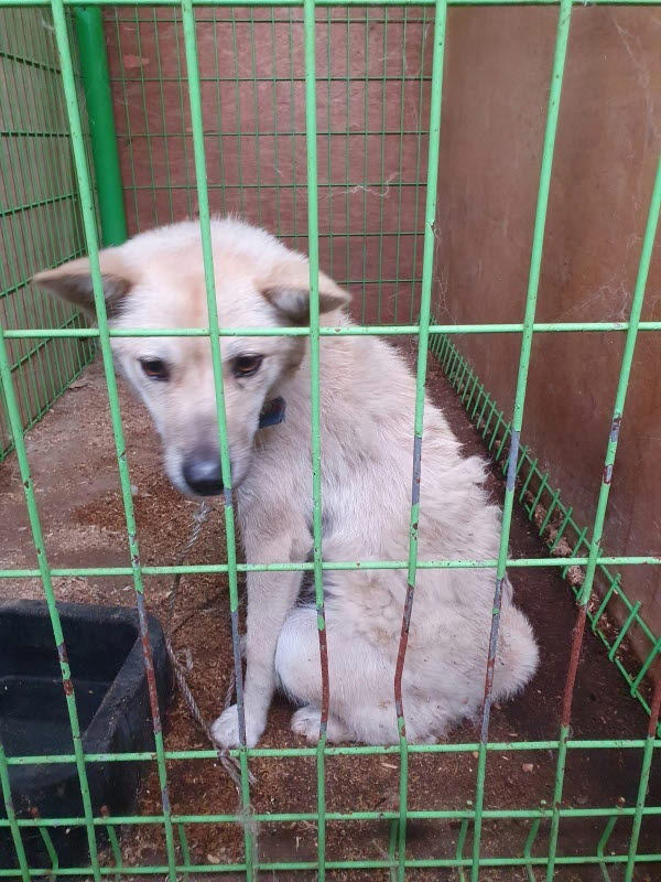 고령군 임시보호소_447520202300309