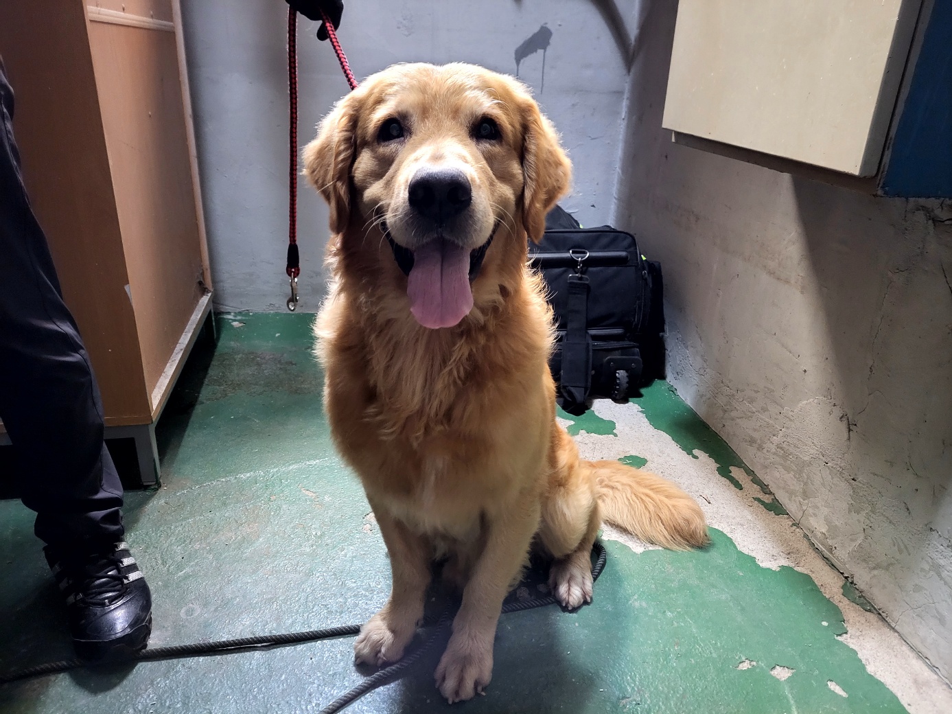 고양시동물보호센터_441394202301763