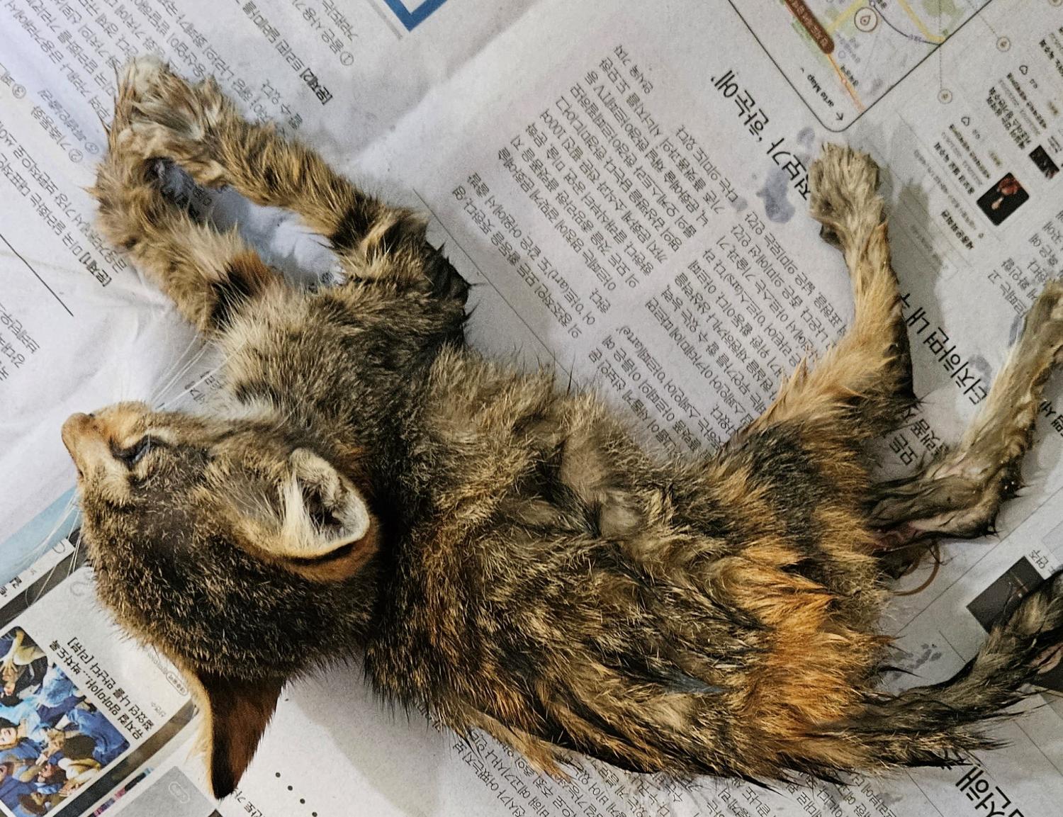 대구유기동물보호협회_427345202300620