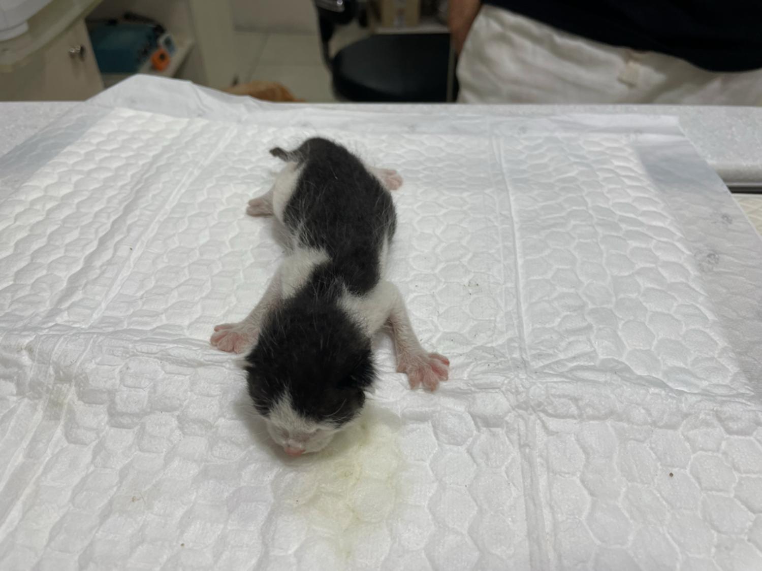 허동물병원_427346202301002