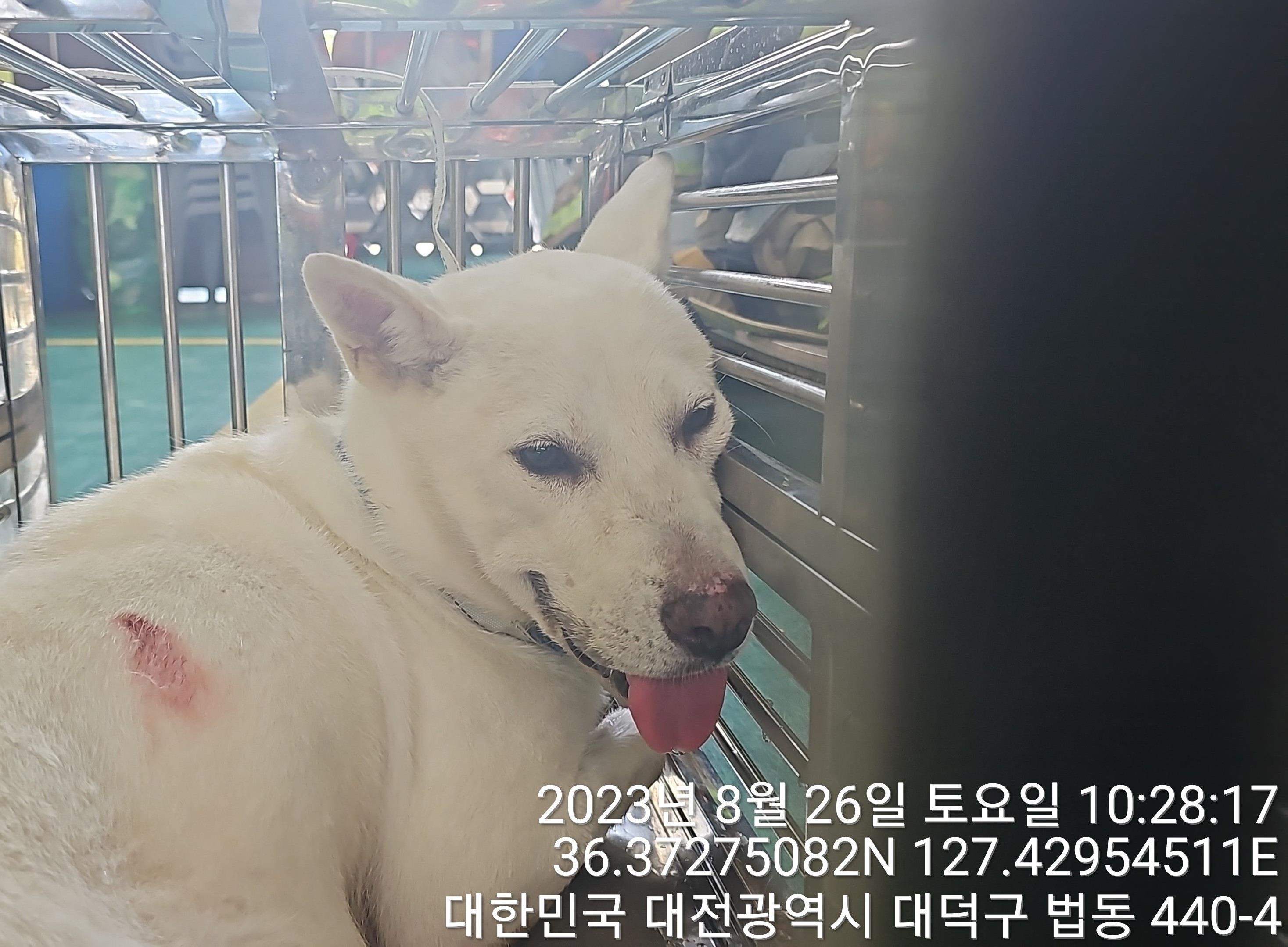 대전동물보호센터_430364202300295