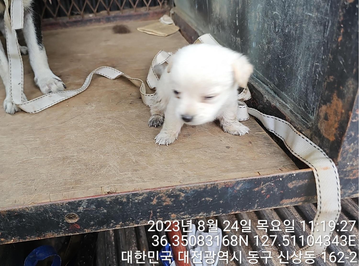 대전동물보호센터_430364202300294