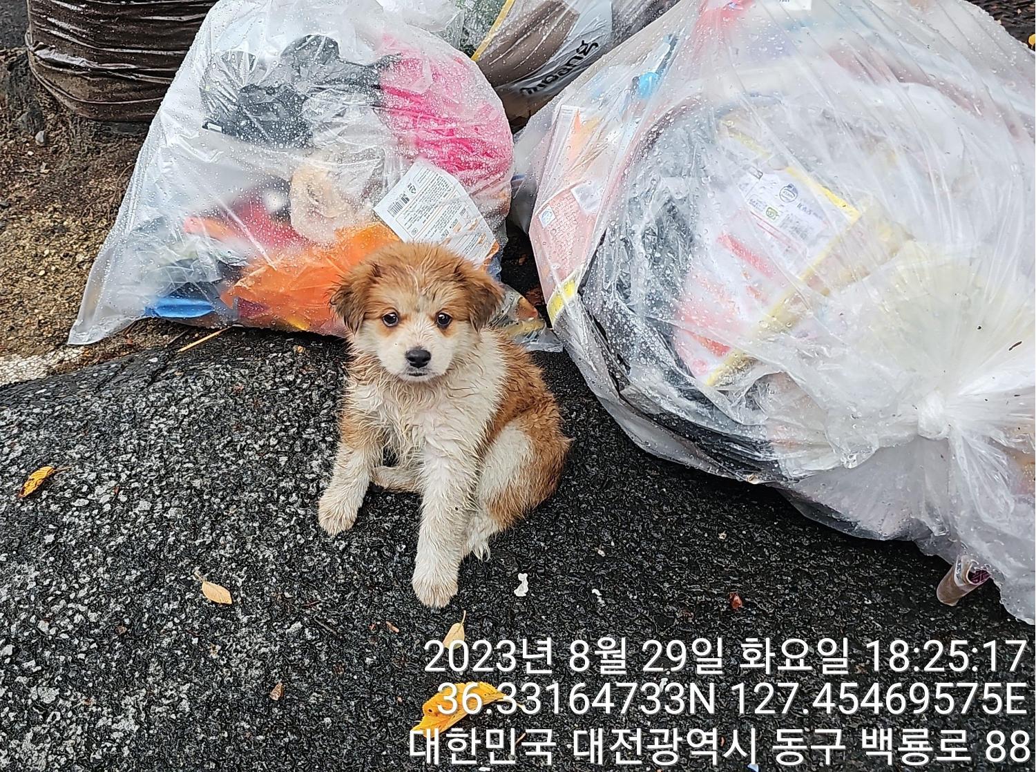 대전동물보호센터_430364202300297