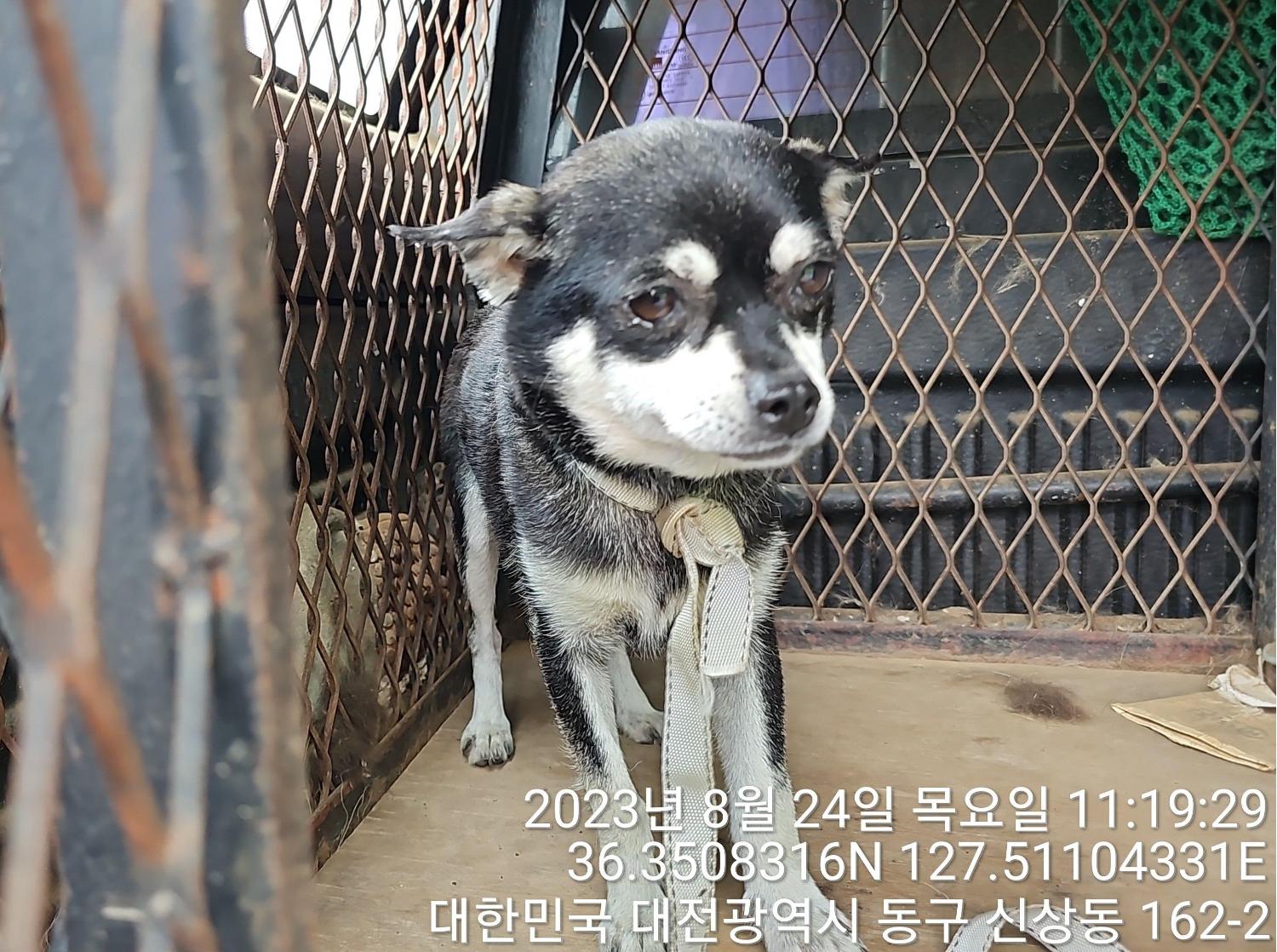 대전동물보호센터_430364202300290