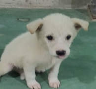 남부여동물병원_444457202300488