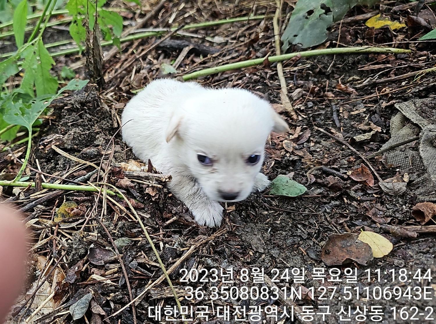 대전동물보호센터_430364202300293