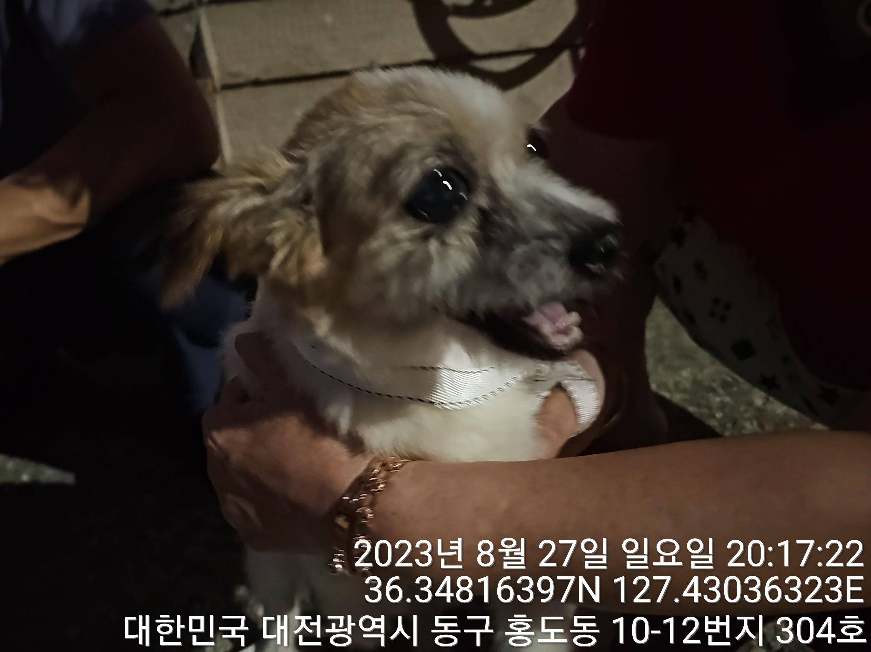 대전동물보호센터_430364202300296