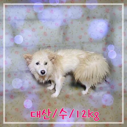 군산유기동물보호센터_445467202301790