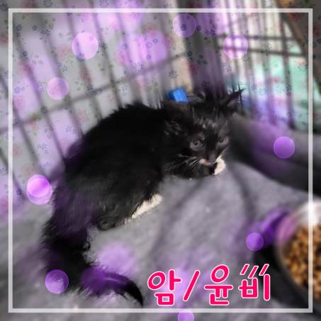 종료(자연사) 믹스…