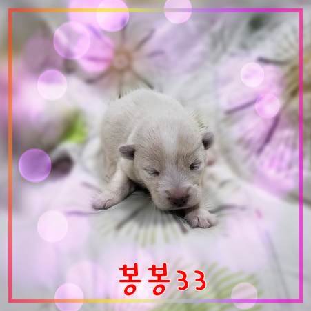 군산유기동물보호센터_445467202301788