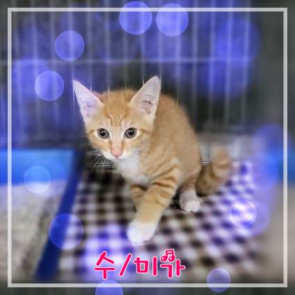 군산유기동물보호센터_445467202301789