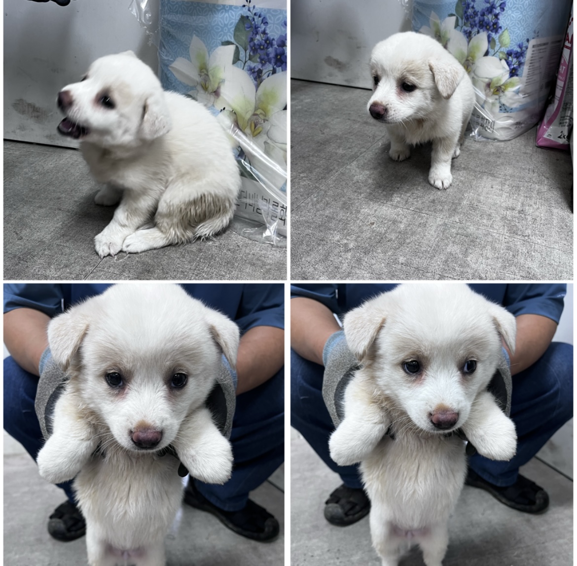 천안시유기동물보호소_444449202301892