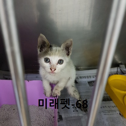 미래펫동물병원_431370202300790