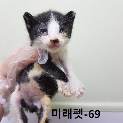 종료(자연사) 한국…