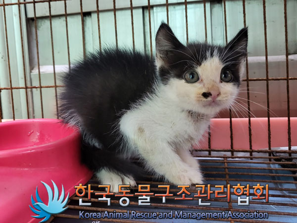 한국동물구조관리협회_441560202301021