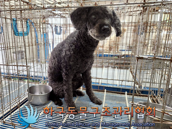 한국동물구조관리협회_411311202300652