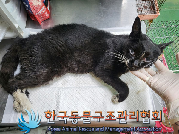 한국동물구조관리협회_411300202300337