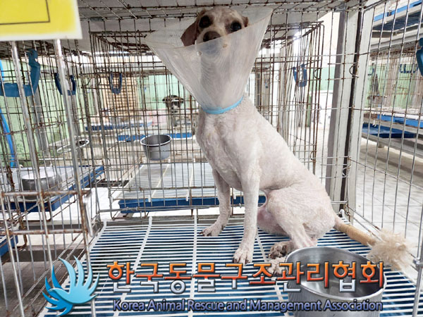한국동물구조관리협회_411312202300510