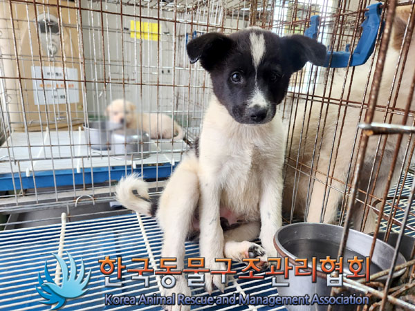 한국동물구조관리협회_441414202300671