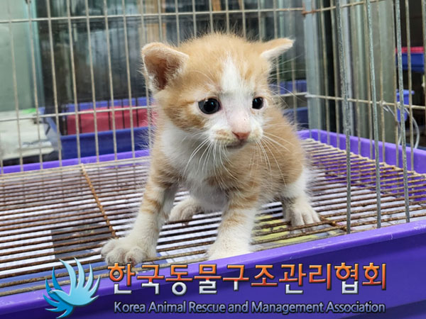 한국동물구조관리협회_411311202300653