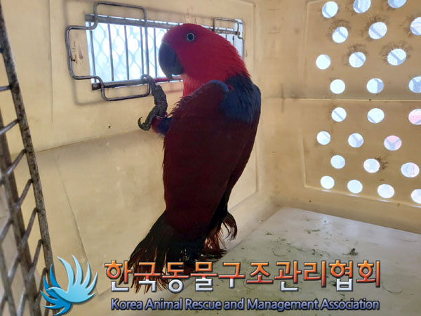보호중 앵무새의 가…