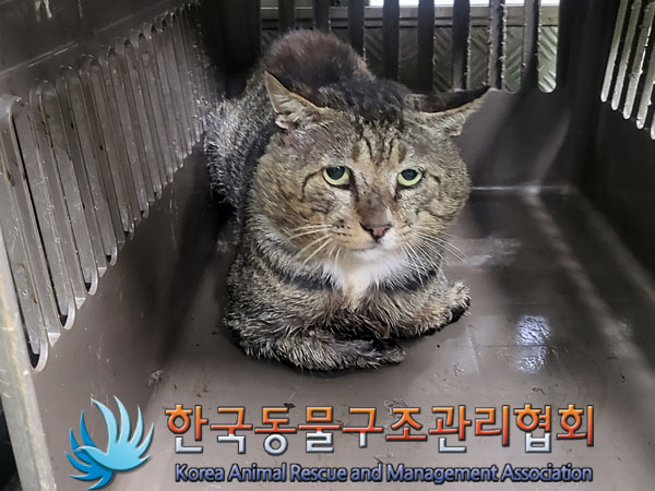 한국동물구조관리협회_441560202301022