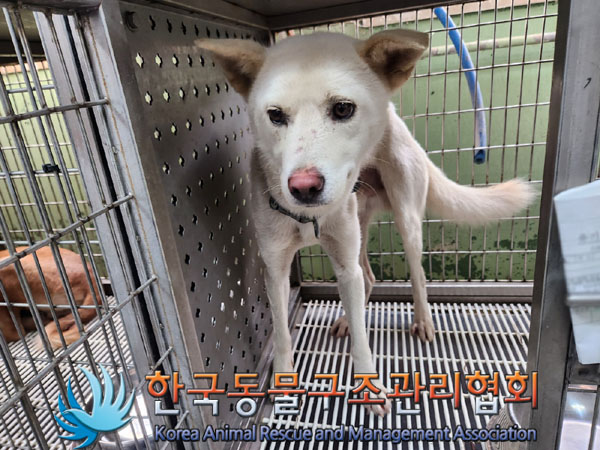 한국동물구조관리협회_411322202300537