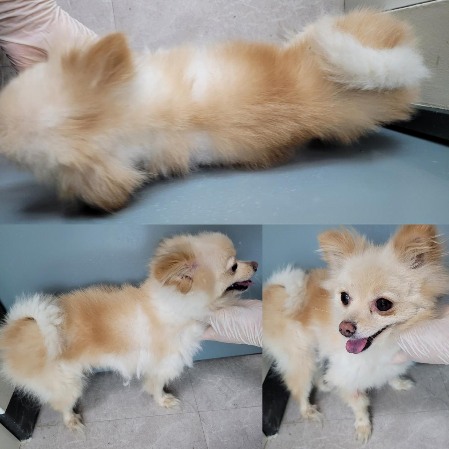 논산시 동물보호센터_444454202300706