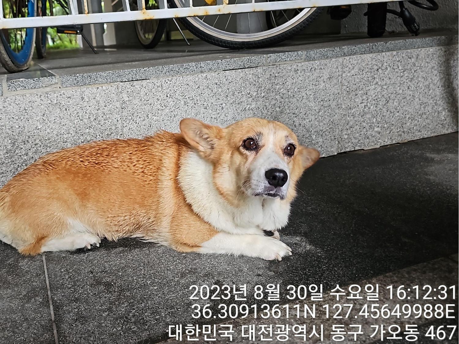 종료(반환) 웰시 …