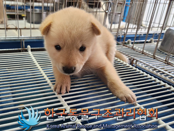 한국동물구조관리협회_441409202301383