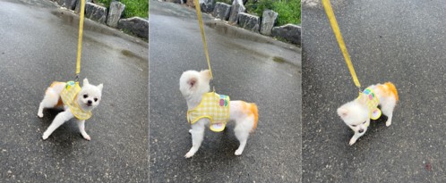 부산동물보호센터_426325202300297