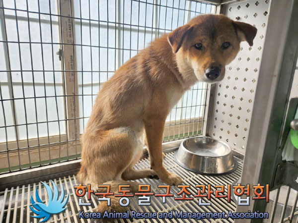 한국동물구조관리협회_441406202301199
