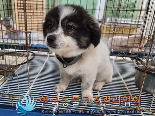 한국동물구조관리협회_441382202300554