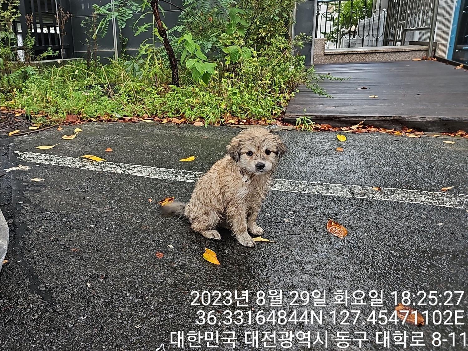종료(입양) 믹스견…