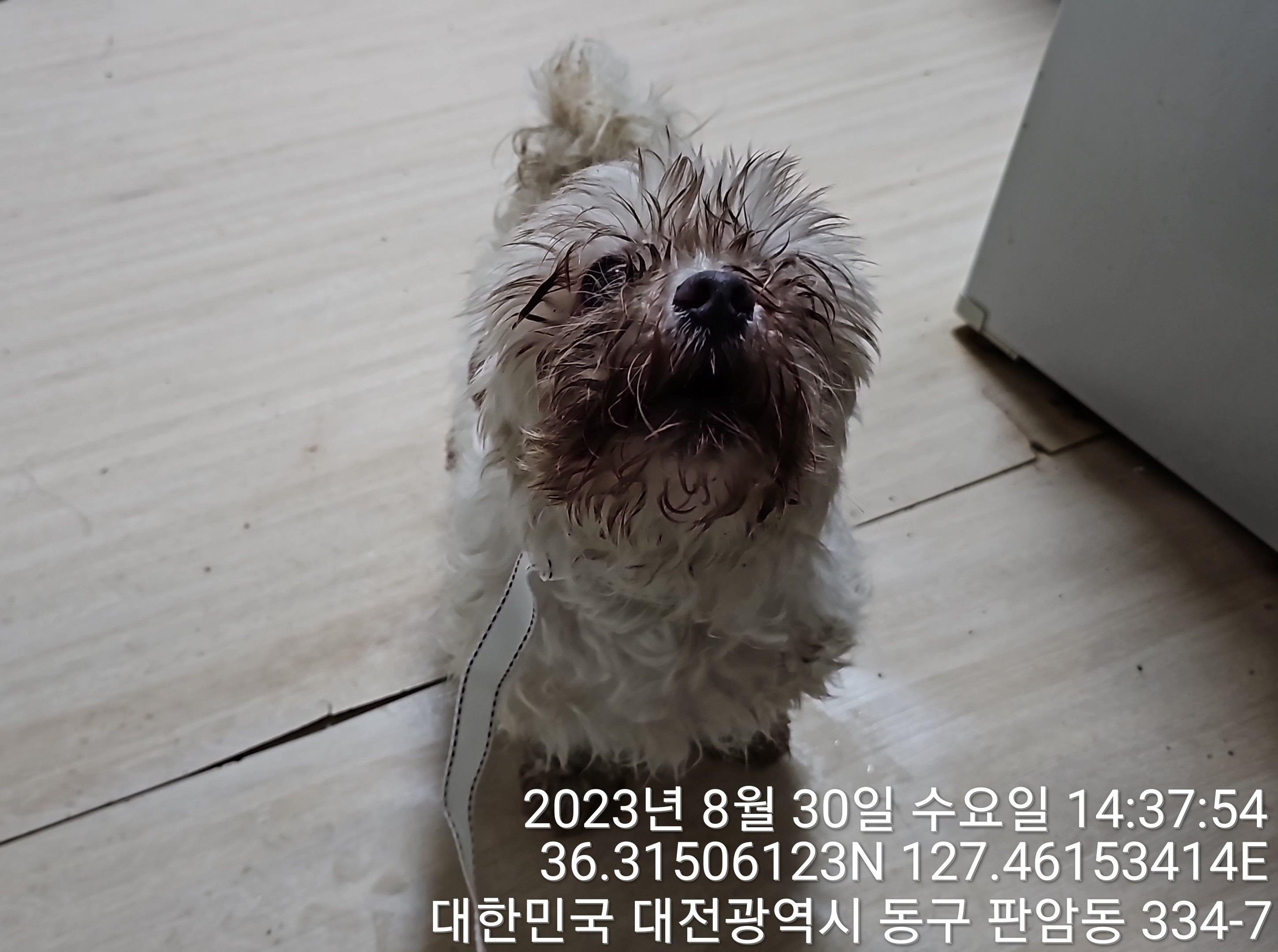 보호중 믹스견의 가…