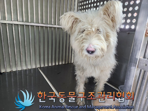 한국동물구조관리협회_441414202300676