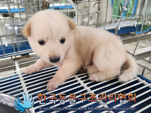 한국동물구조관리협회_441409202301385
