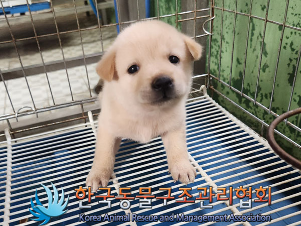 한국동물구조관리협회_441409202301386