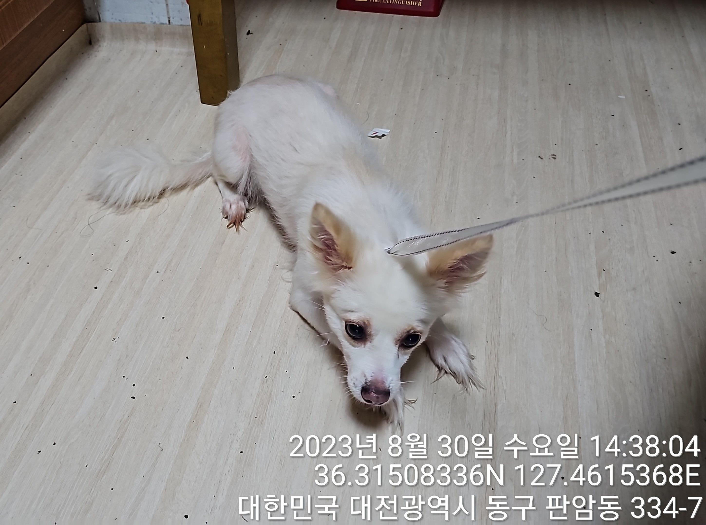 종료(입양) 믹스견…