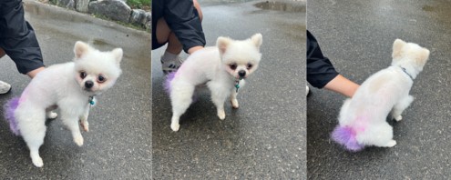 부산동물보호센터_426325202300296