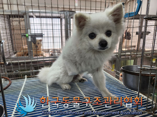 한국동물구조관리협회_441560202301023