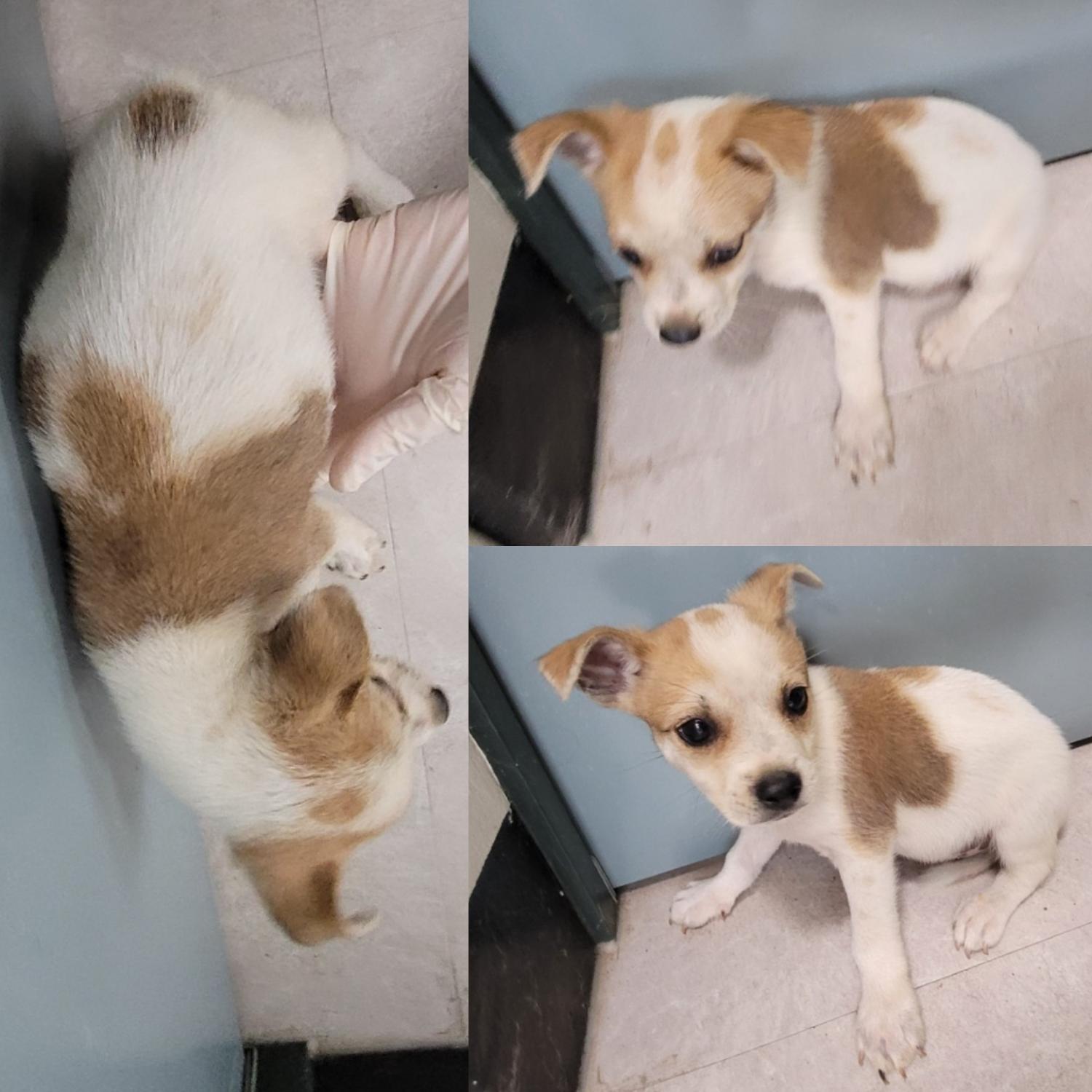 논산시 동물보호센터_444454202300708