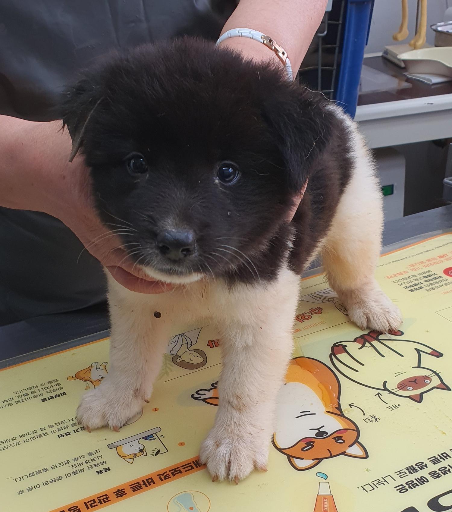 베스트동물병원_428357202301096