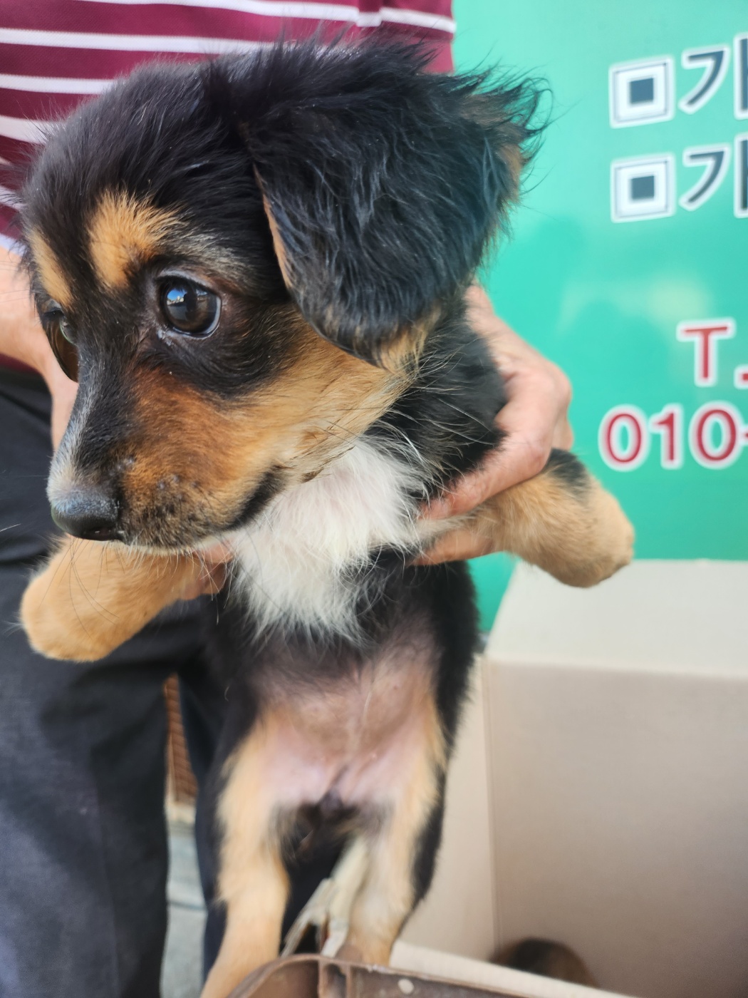 예산동물보호센터_444461202300537