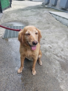 제주 동물보호센터_450650202303011